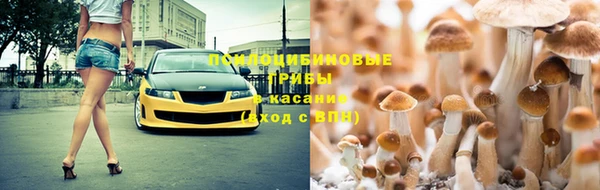 прущие грибы Дмитриев